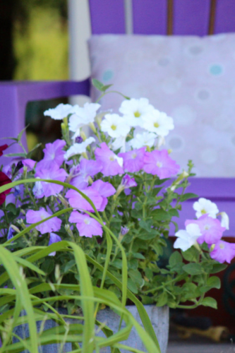 maine purple petunias