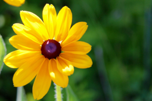 maine black eyed susans