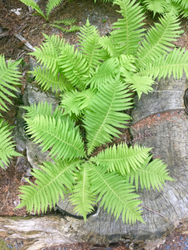 ferns at thuya gardens