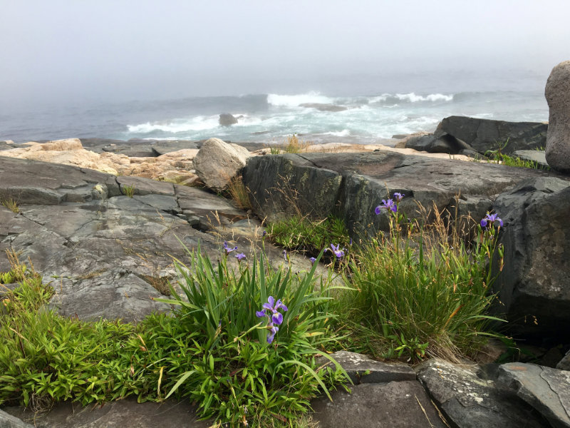 Wild Iris