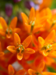 macro view orange flowers