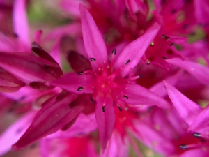 macro view succulent flower