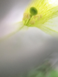 macro view stamen