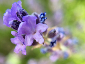 macro view lavendar