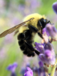 macro view bumble bee