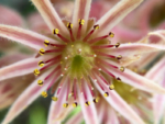 macro view succulent flower