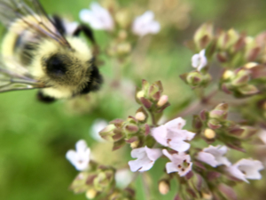 macro view bee on marjoram