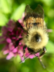 macro view bee on clover
