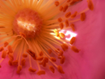 macro view inside a flower