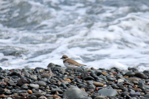 plovers on the cobbled beach