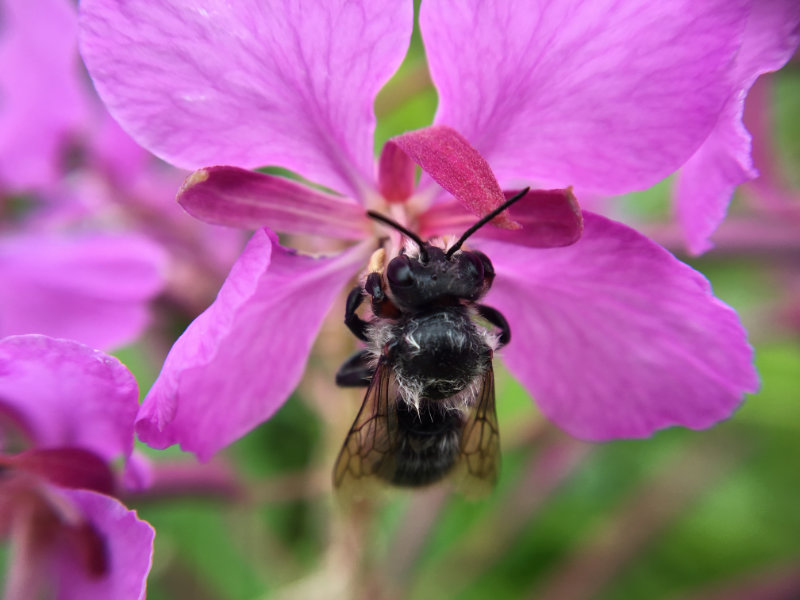 Focus on Fireweed