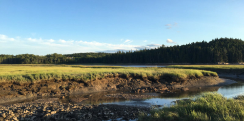 long shadows over the marsh in machias