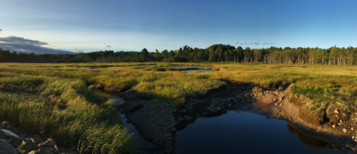 evening light over the marsh