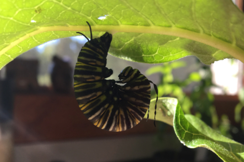 caterpillar ready to pupate