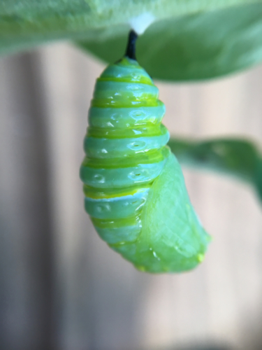 monarch chrysalis