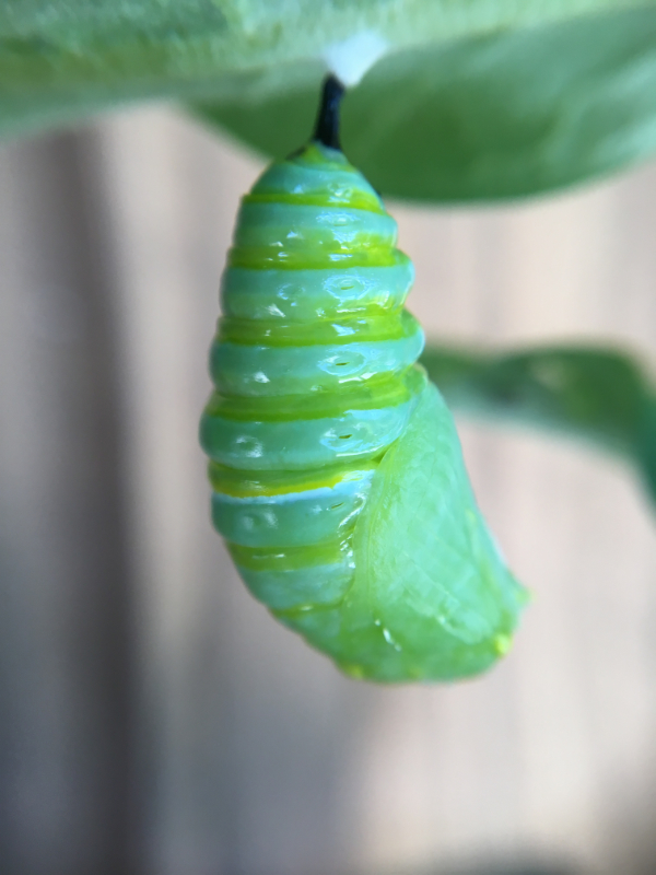 Monarch Caterpillar Becomes a Chrysalis