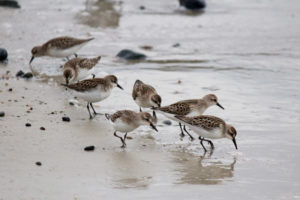 busy sandpipers