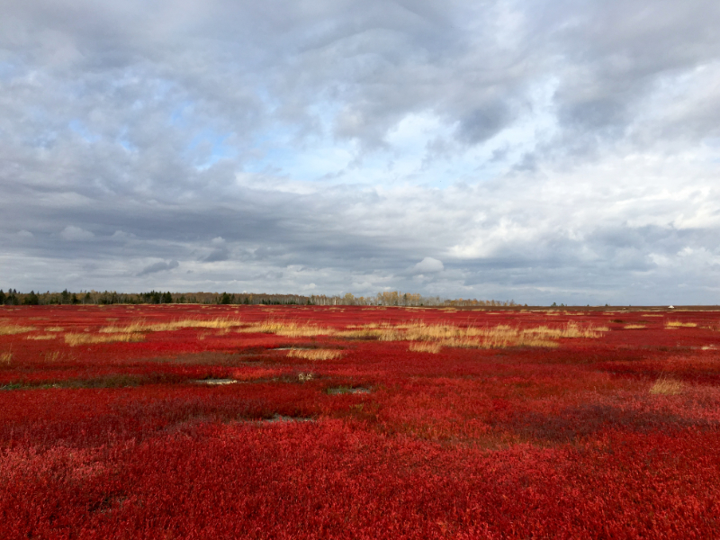 Garnet Fields