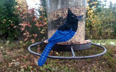 The Striking Steller’s Jay