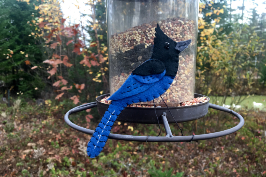 The Striking Steller’s Jay