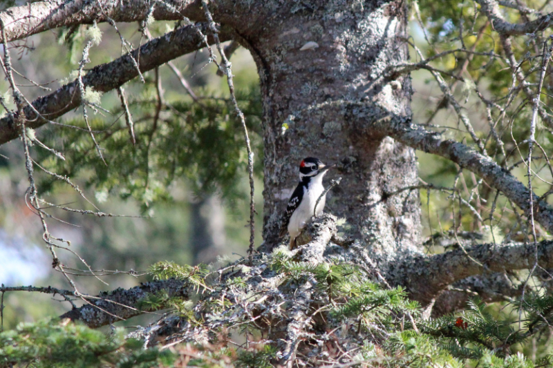 Hairy Woodpecker