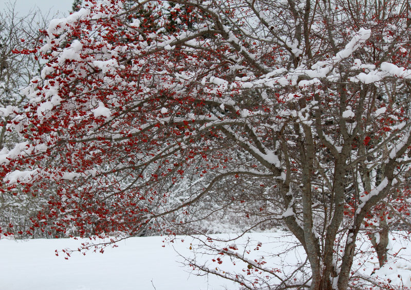 Christmas Red