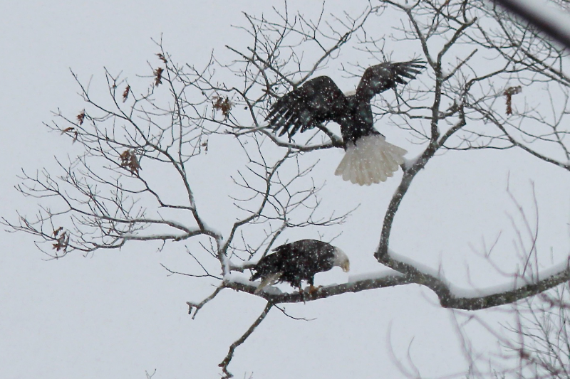 Eagles on a Snowy Afternoon