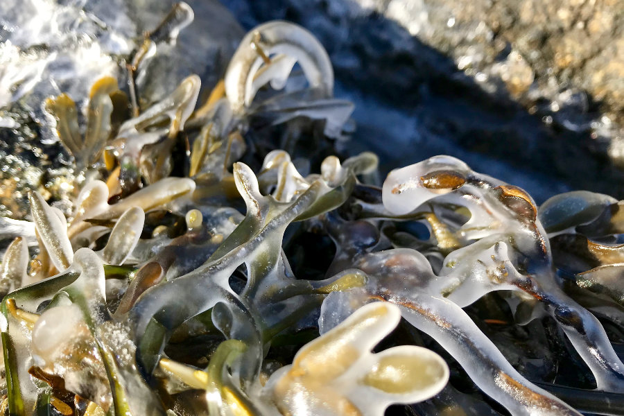 rockweed encased in ice