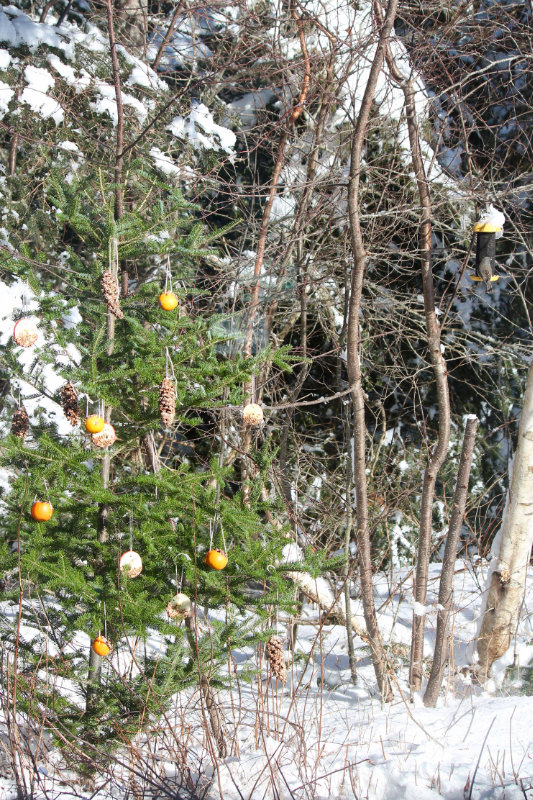 A Christmas Tree for the birds