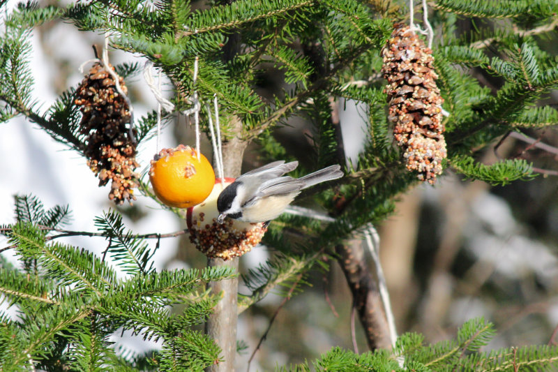 Chickadee at Bird Christmas tree on Downeast Thunder Farm