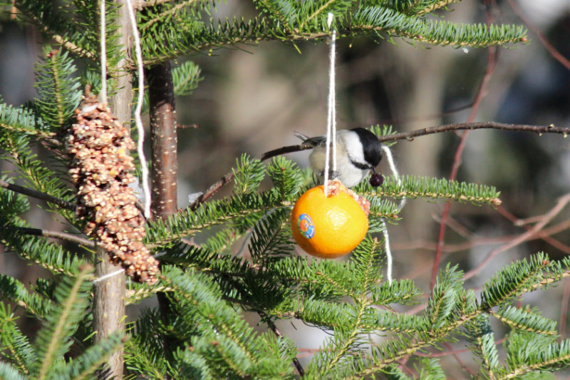 A Christmas Tree for the birds at Downeast Thunder Farm