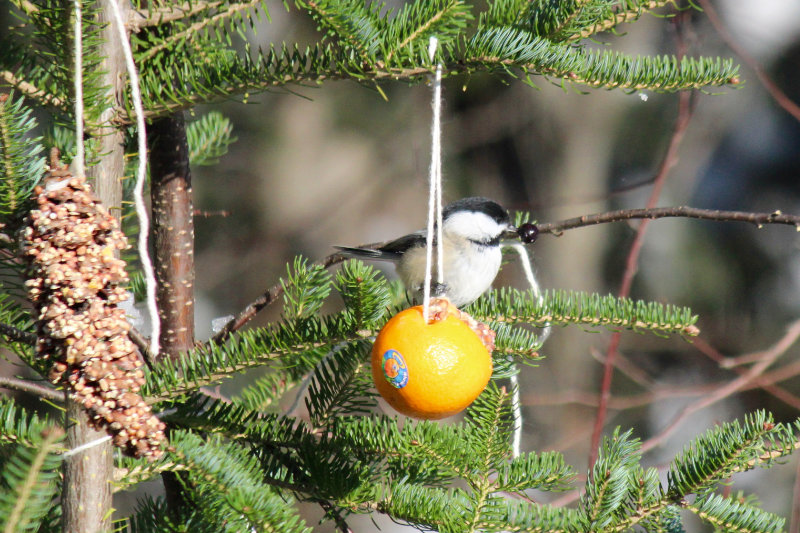 Chickadee feeding on bird seed and blueberries at Downeast Thunder Farm