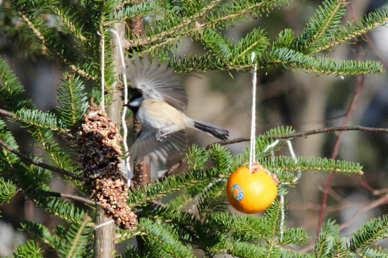 Chickadee in flight at Downeast Thunder Farm