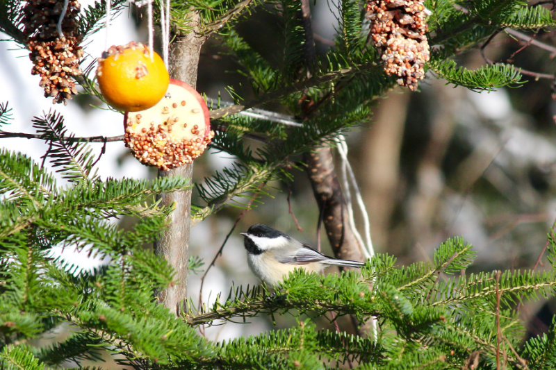 A tree for the Chickadess