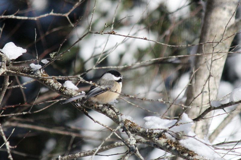 Chickadee on Birch at Downeast Thunder Farm