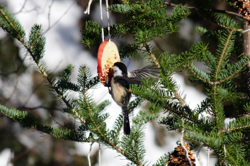 Chickadee feeding on apple slices at Downeast Thunder Farm