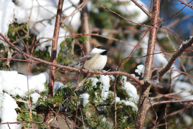 Chickadee in a snowy fir