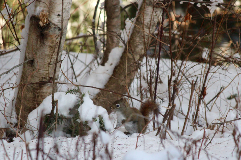 squirrel feeding at the base of a tree at Downeast Thunder Farm