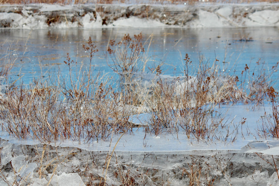 a winter's marsh