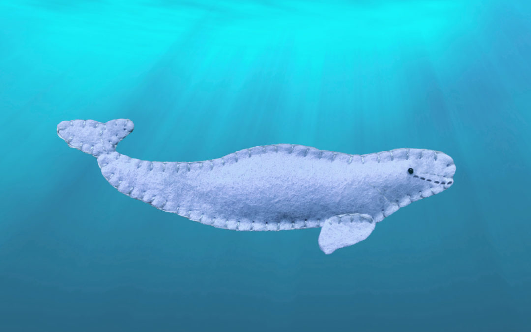 The Gregarious Beluga Whale