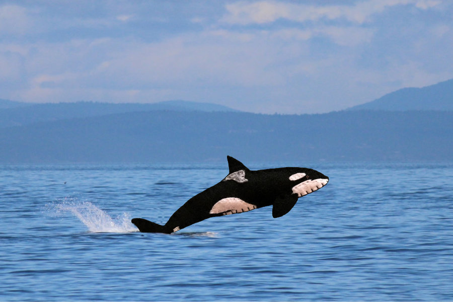 The Awesome Orca