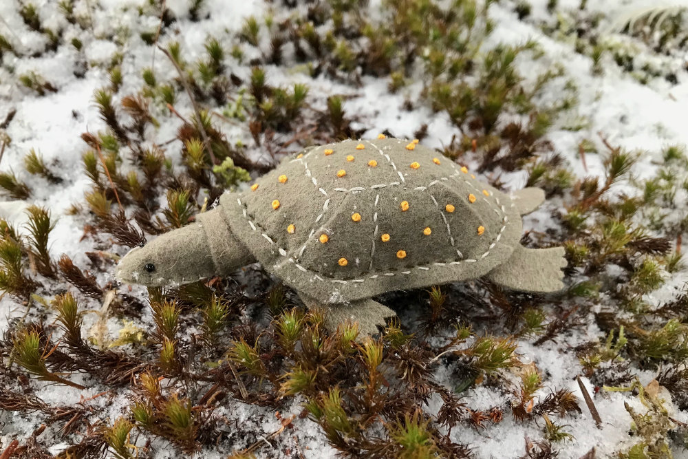 The Endangered Blanding’s Turtle