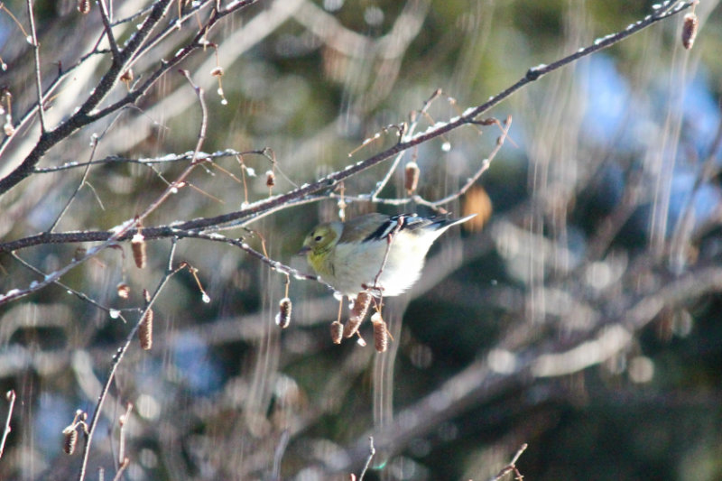 a winter goldfinch