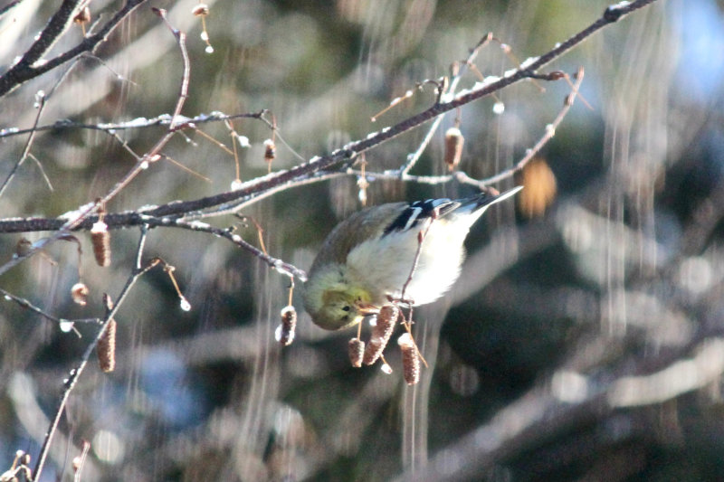 goldfinch nibbling at seed pods