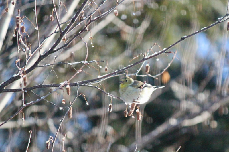 goldfinch in the tree