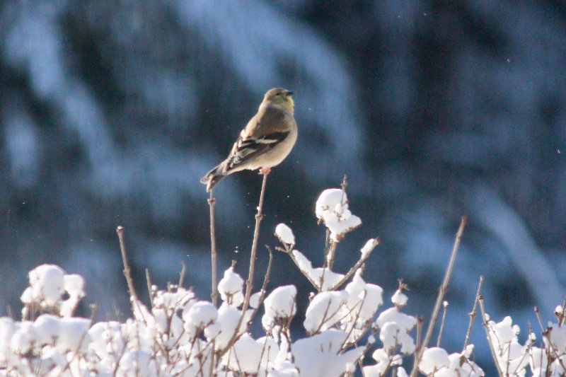 goldfinch on the lilac