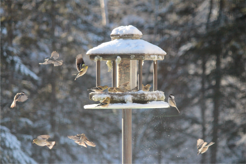 goldfinches in flight