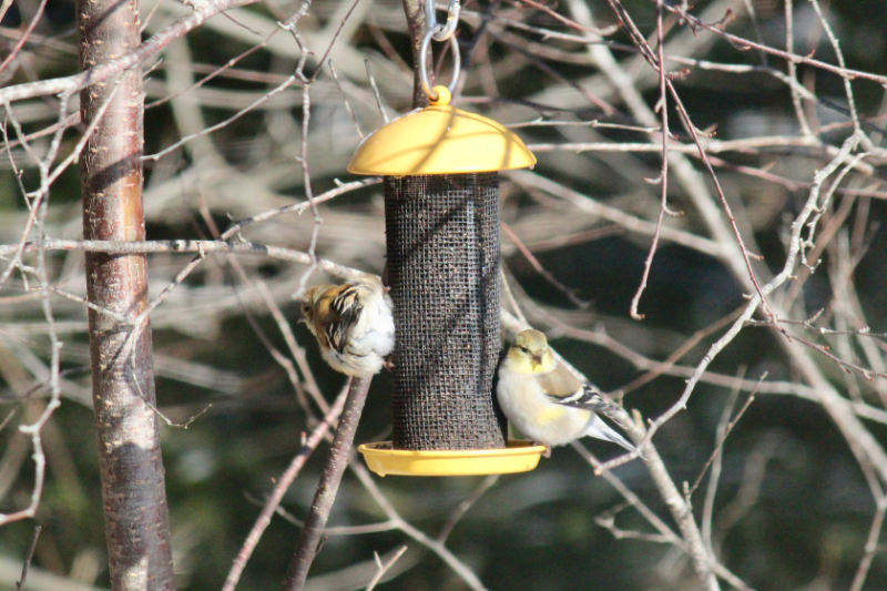 goldfinches at the feeder