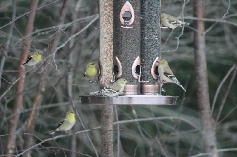 goldfinches at new birdfeeder