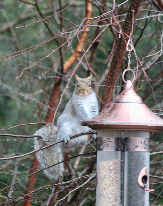 No New Feeder Goes Untested